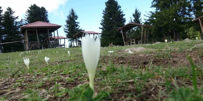 Rize Yaylaları Neden Sessiz? Vargitler Açtı, Turistler Gitti!