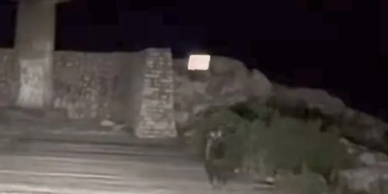 Yavru Bozayı Bu Kez Limanda Görüntülendi