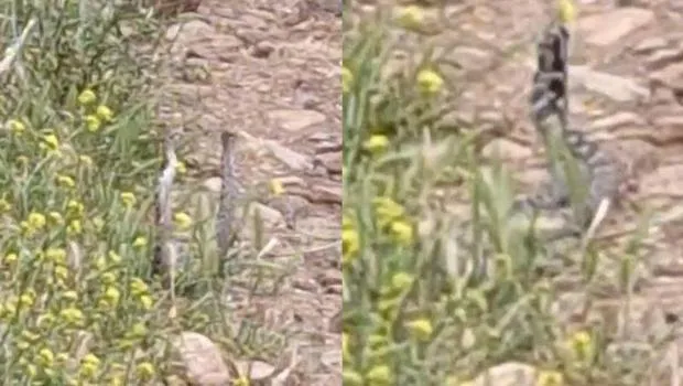 Yılanların dansı saniye saniye kamerada