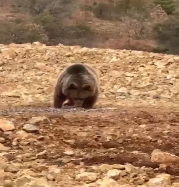 Yol kenarındaki ayıya 'hamsi' ziyafeti verdiler