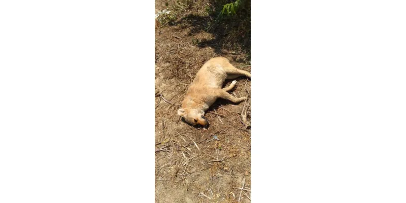 Zehirlendikleri öne sürülen 6 sokak köpeği ile 2 kedi öldü